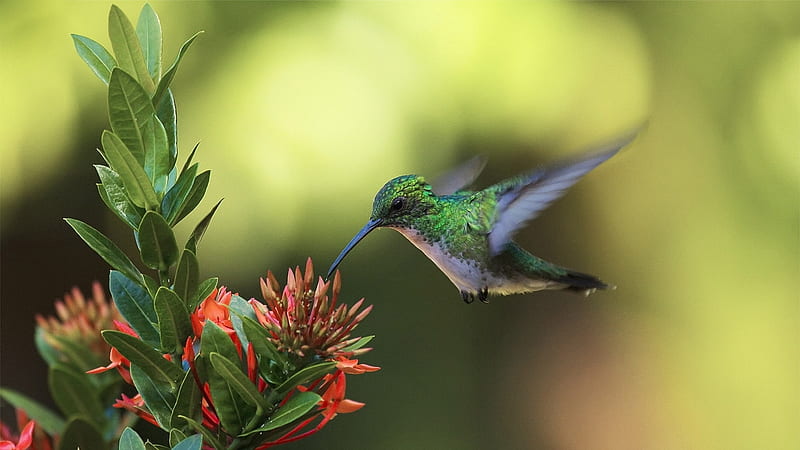 Hummingbird, red, humming-bird, bird, green, pasare, flower, colibri, HD wallpaper