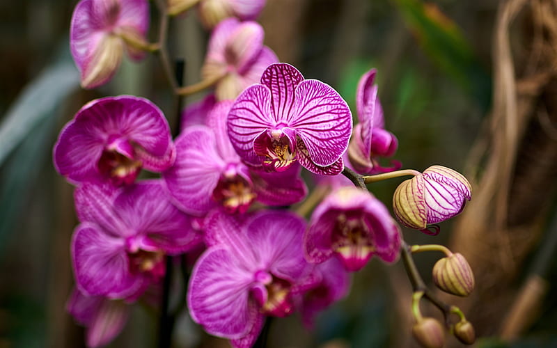 orchid, rainforest, pink orchid, orchid branch, background with orchids, HD wallpaper