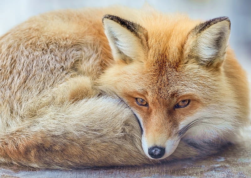 Fox, vulpe, fur, animal, HD wallpaper