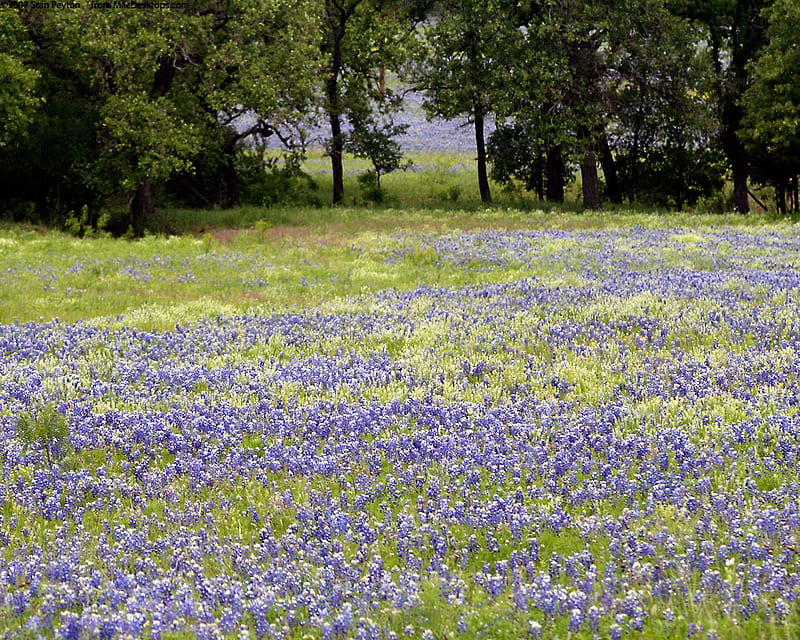 bluebonnets, flowers, nature, fields, HD wallpaper