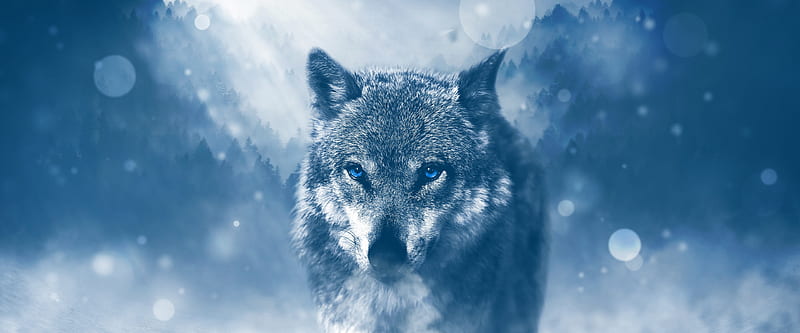 Wolf, Dual Monitor Wolf, HD wallpaper