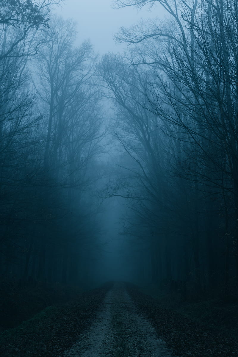 fog, road, forest, trees, autumn, HD phone wallpaper