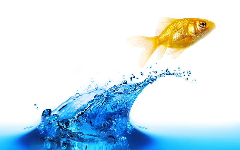 goldfish water, splash, jump, aquarium, HD wallpaper