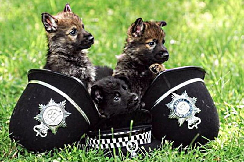 puppies, police, hats, in, officers, HD wallpaper