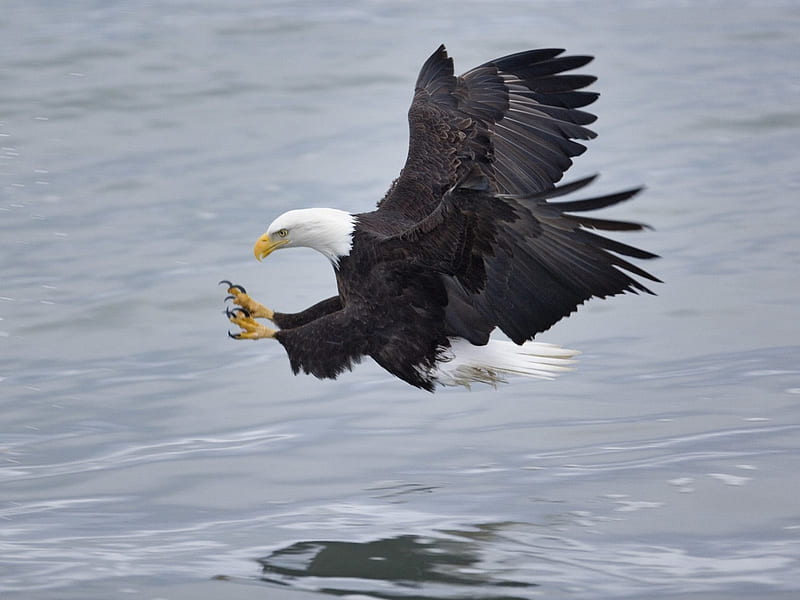 Catching a Fish, wings, eagle, eat, preditor, bald, hunting, bird, bald eagle, prey, feathers, fishing, HD wallpaper