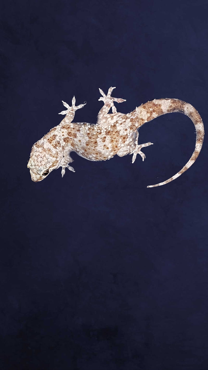 Gecko 2, animal, cute, eye, lizard, skin, tail, HD mobile wallpaper