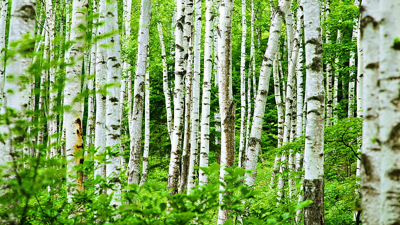 Green Leaves White Birch Trees Forest Background Birch Tree, HD wallpaper