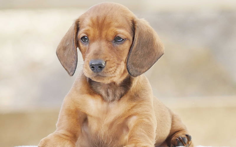 dachshund, pets, cute dog, puppy, cute animals, dogs, HD wallpaper