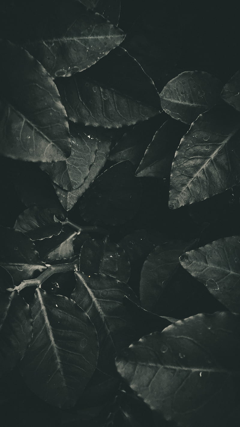 Leaves, foliage, bw, HD phone wallpaper | Peakpx