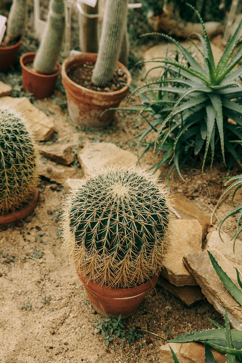 Green Cactus Plant on Brown Clay Pot, HD phone wallpaper