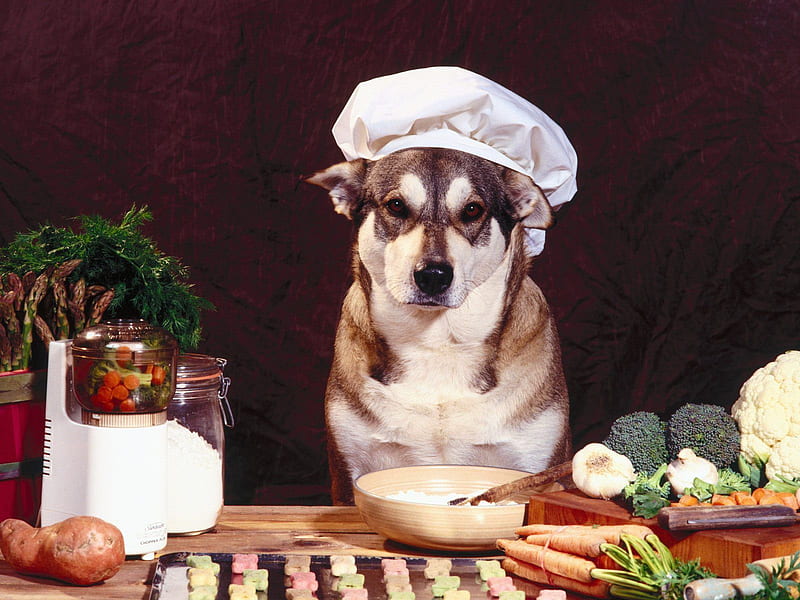 Dog chef, cook, chef, puppy, dog, HD wallpaper