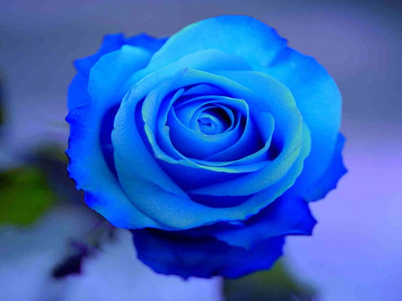 Blue Rose, rose, blue flower, flowers, nature, blue, HD wallpaper | Peakpx