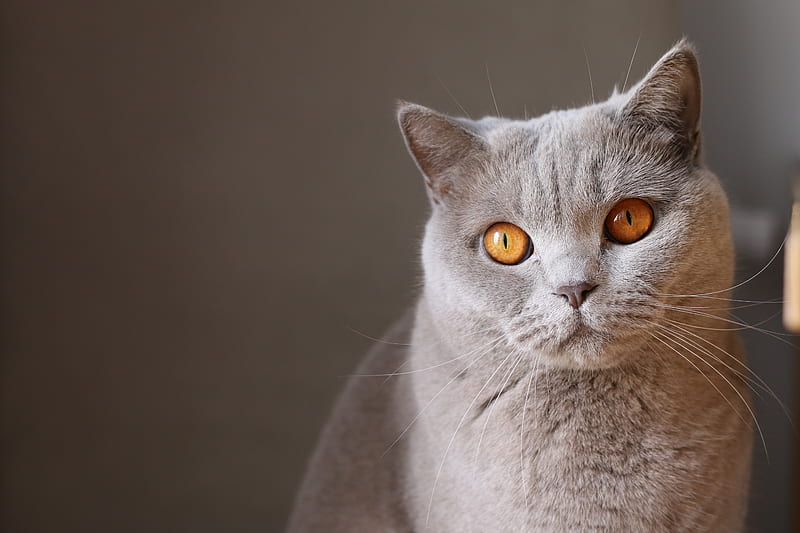 rules of third graphy of orange-eyed gray cat, HD wallpaper