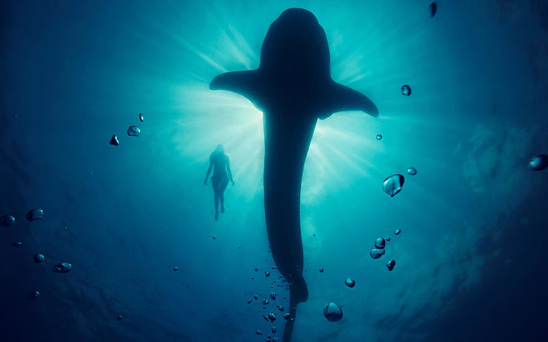 Blue Whale, cinema, dolphin, dolphins, neon, sea, shark, HD wallpaper