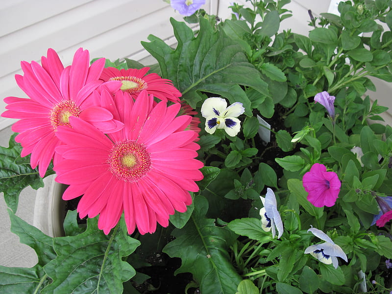 Gerbera en mi jardín, rojo, pensamiento, grafía, verde, púrpura, petunias,  gerbera, Fondo de pantalla HD | Peakpx