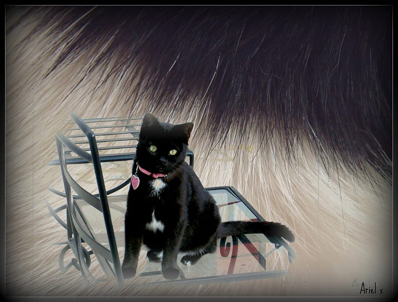 Encounter with a Furred Kind, ariel, fur, black cat, texture, HD wallpaper