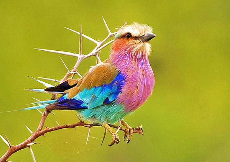 Lilac breasted roller, lilac, gold, bird, colored, aqua, pink, africa, blue, HD wallpaper