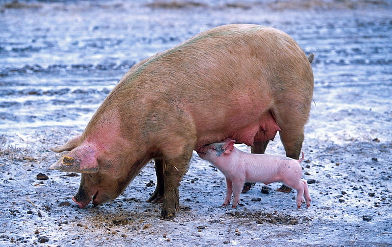 Pig Sow Piglet Nursing, Pig, Piglets, Nursing, Sow, HD wallpaper