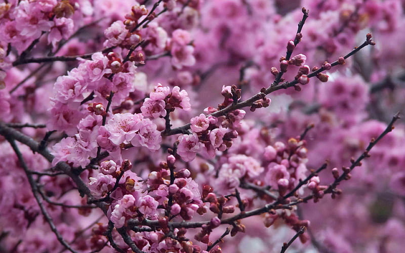 cherry garden, pink flowers, spring cherry blossom, sakura, japan, HD wallpaper