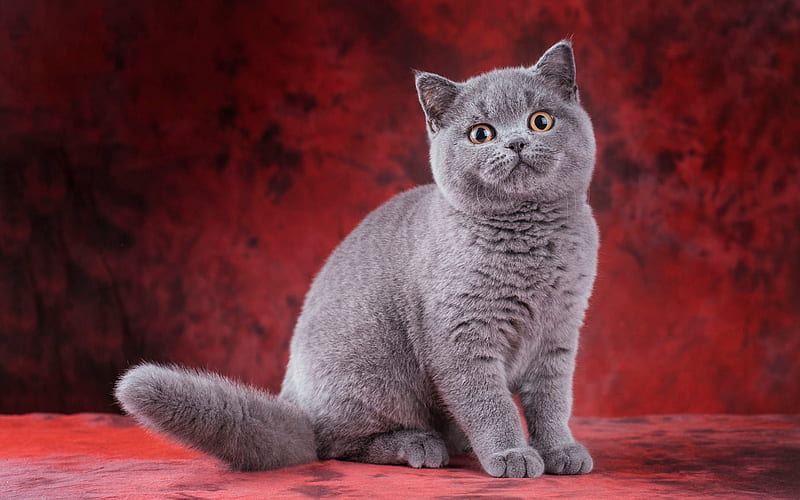British Shorthair cat, big gray cat, pet, cute animals, cats, British breeds of cats, HD wallpaper