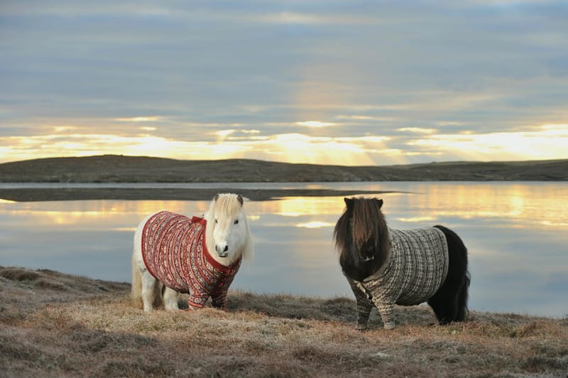 Shetland ponies with cardigans :), Scotland, cardigan, Shetland Islands, funny, small, Shetland pony, horses, United Kingdom, HD wallpaper