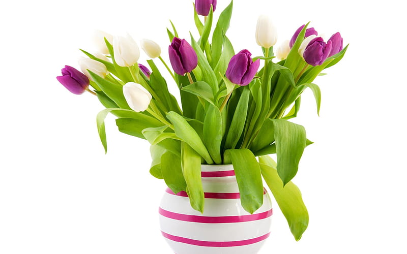 tulips, white tulips, a bouquet of tulips, purple tulips, HD wallpaper