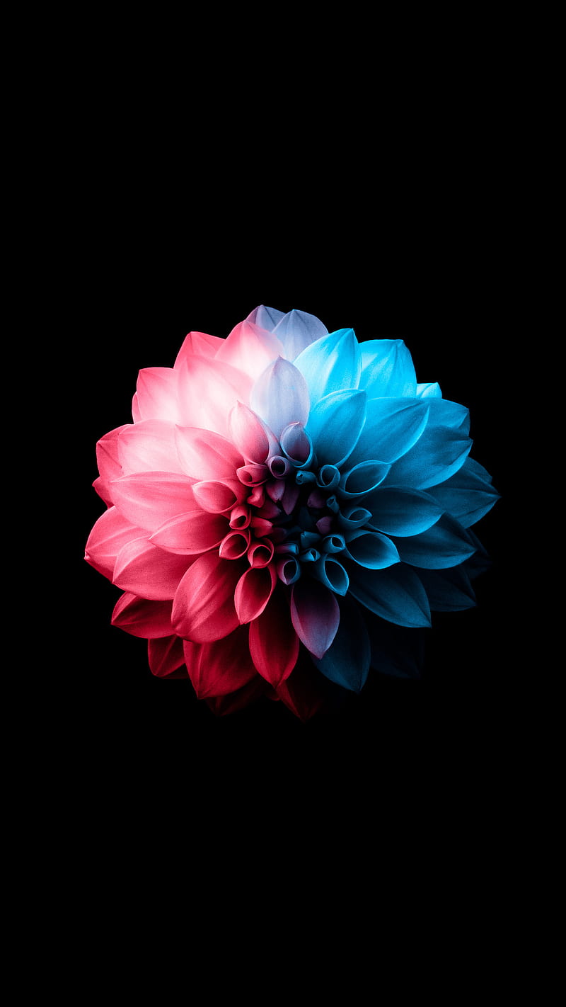 Flower, pink, plus phone, flower, flowers, lotus, blue, original, HD phone wallpaper
