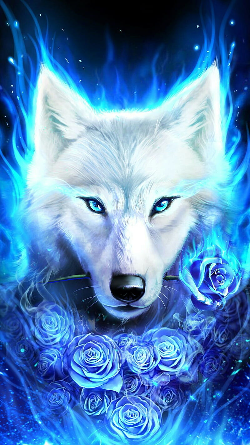 Wild wolf, animal, blue, locked, snow, white, keep, touch, lone, rose, HD phone wallpaper