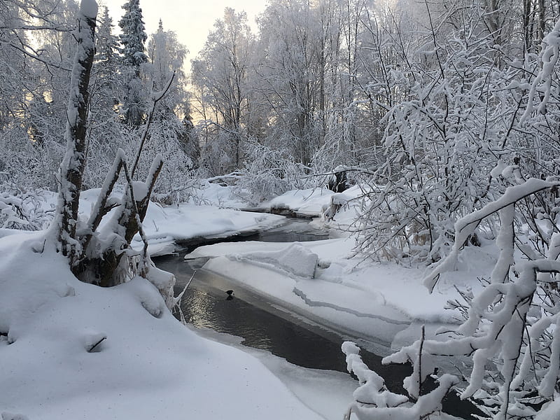 Campbell Creek, Snow Scene, Anchorage, Alaska, HD wallpaper