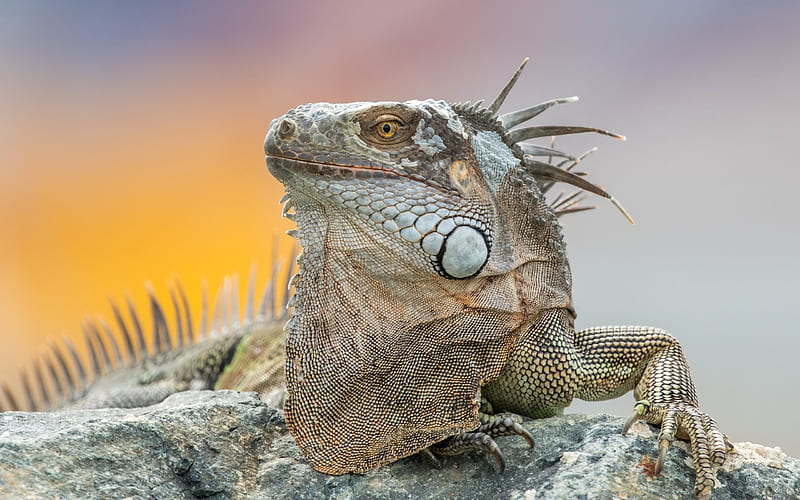 iguana, lizard, reptile, wildlife, HD wallpaper