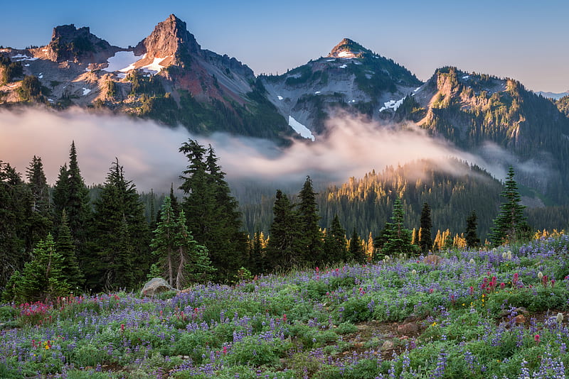 Mountains, Mount Rainier, Fog, Forest, Lake, Landscape, Meadow, Mountain, National Park, HD wallpaper
