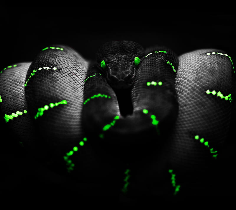 Neon Snake, animal, green, serpent, HD wallpaper