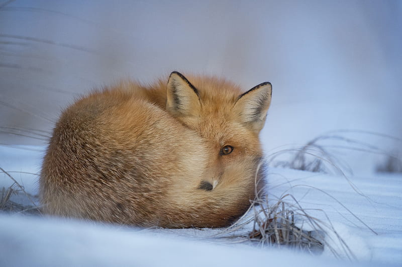 fox laying on snow, HD wallpaper