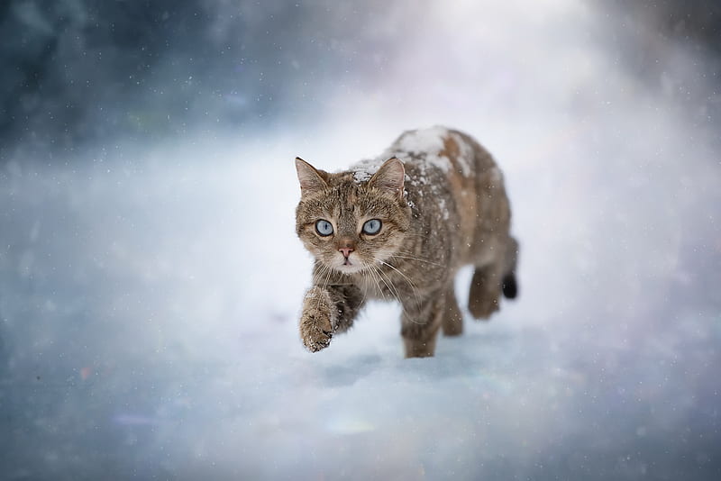 Cats, Cat, Pet, Snow, Winter, HD wallpaper