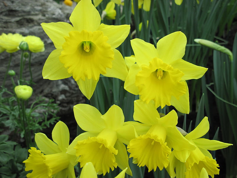 Daffodils from the Cancer Society event, Yellow, Daffodils, graphy, green, garden, Flowers, HD wallpaper