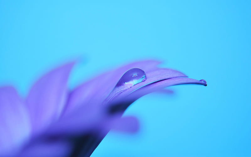 purple petals-Natural plant macro, HD wallpaper