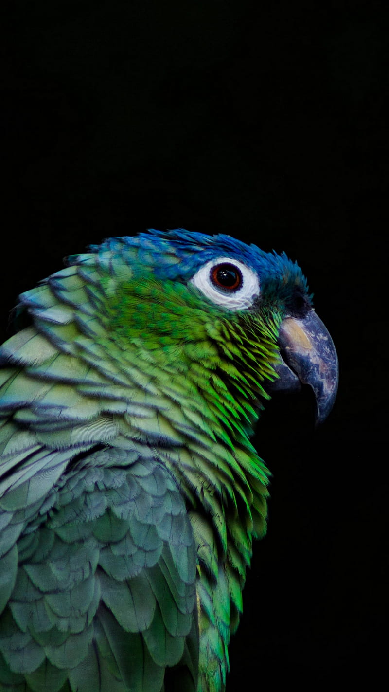 bird, background, beak, black, color, parrot, parrots, HD phone wallpaper