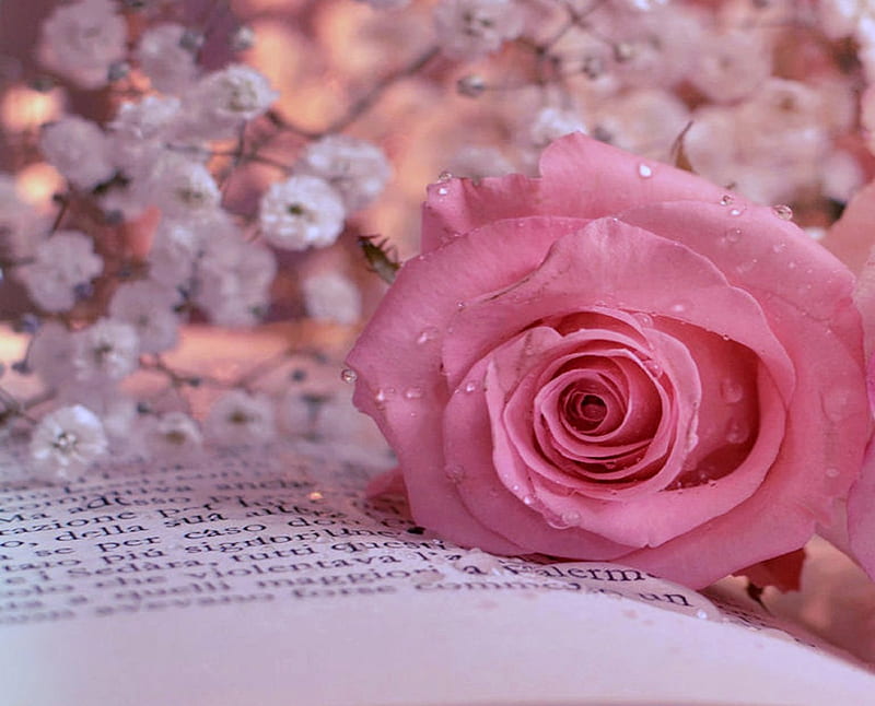 Single Pink on the Book.., pretty, book, bonito, sweet, still life, cut  flowers, HD wallpaper | Peakpx