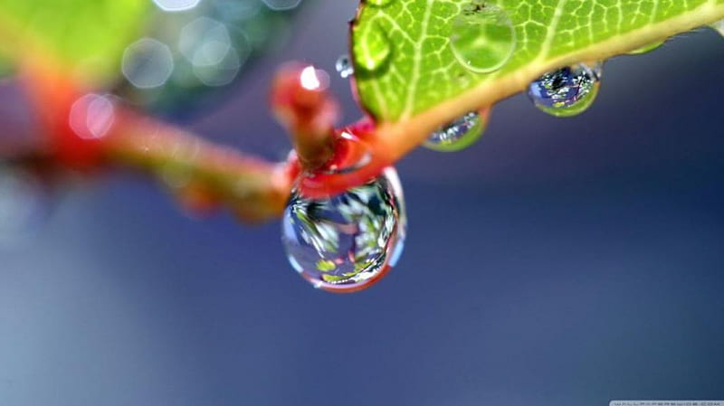Water drop, raindrops, drops, branch, graphy, leaves, bokeh close-up dew, abstract, leaf, water, dewdrops, twigs, macro, water drops, nature, rain, HD wallpaper