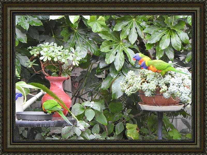 FEEDING BIRDS, NATURE, BIRDS, FEEDING, HD wallpaper