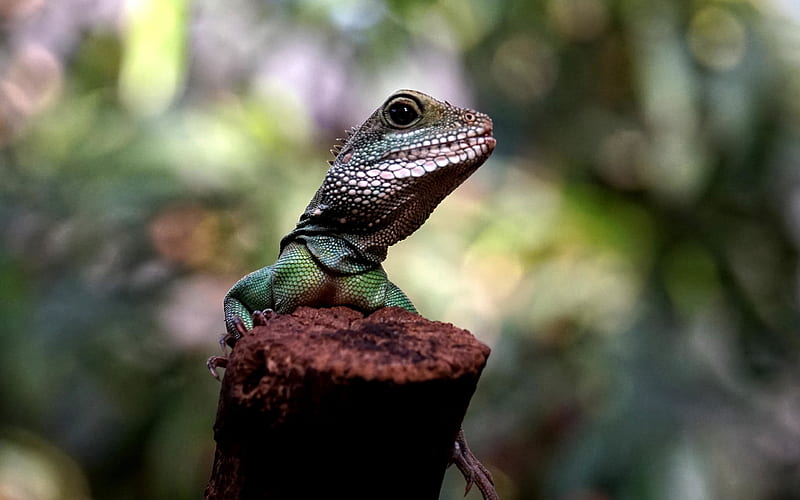 chameleon, bokeh, lizards, reptiles, close-up, chamaeleons, Chamaeleonidae, HD wallpaper