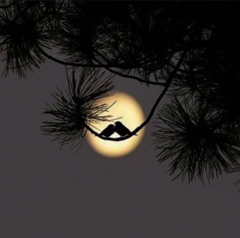 A kiss for goodnight, little, romantic, birds, fullmoon, tree, moon, two, dark, shadows, scenery, HD wallpaper