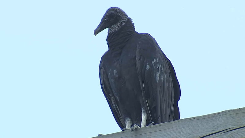 Staten Island Residents Worry That Invading Black Vultures May Prey on Their Pets – NBC New York, HD wallpaper
