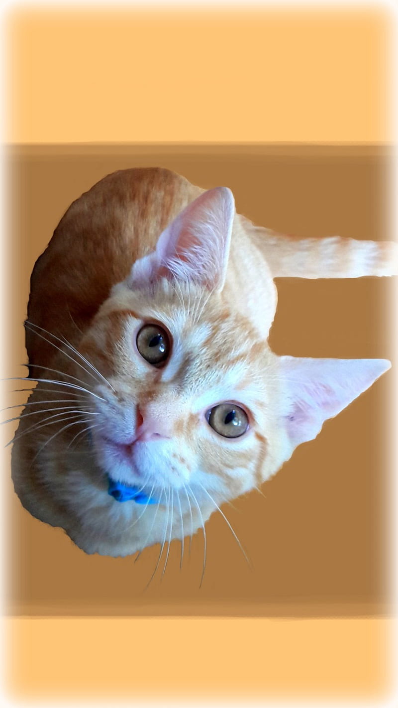 LOOK KITTEN 1, cat, cute, face, hello, i love cats, kitten, kitty, look up, orange tabby, pets, HD phone wallpaper