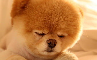 Boo Cute Dog Sleep-dog, HD wallpaper