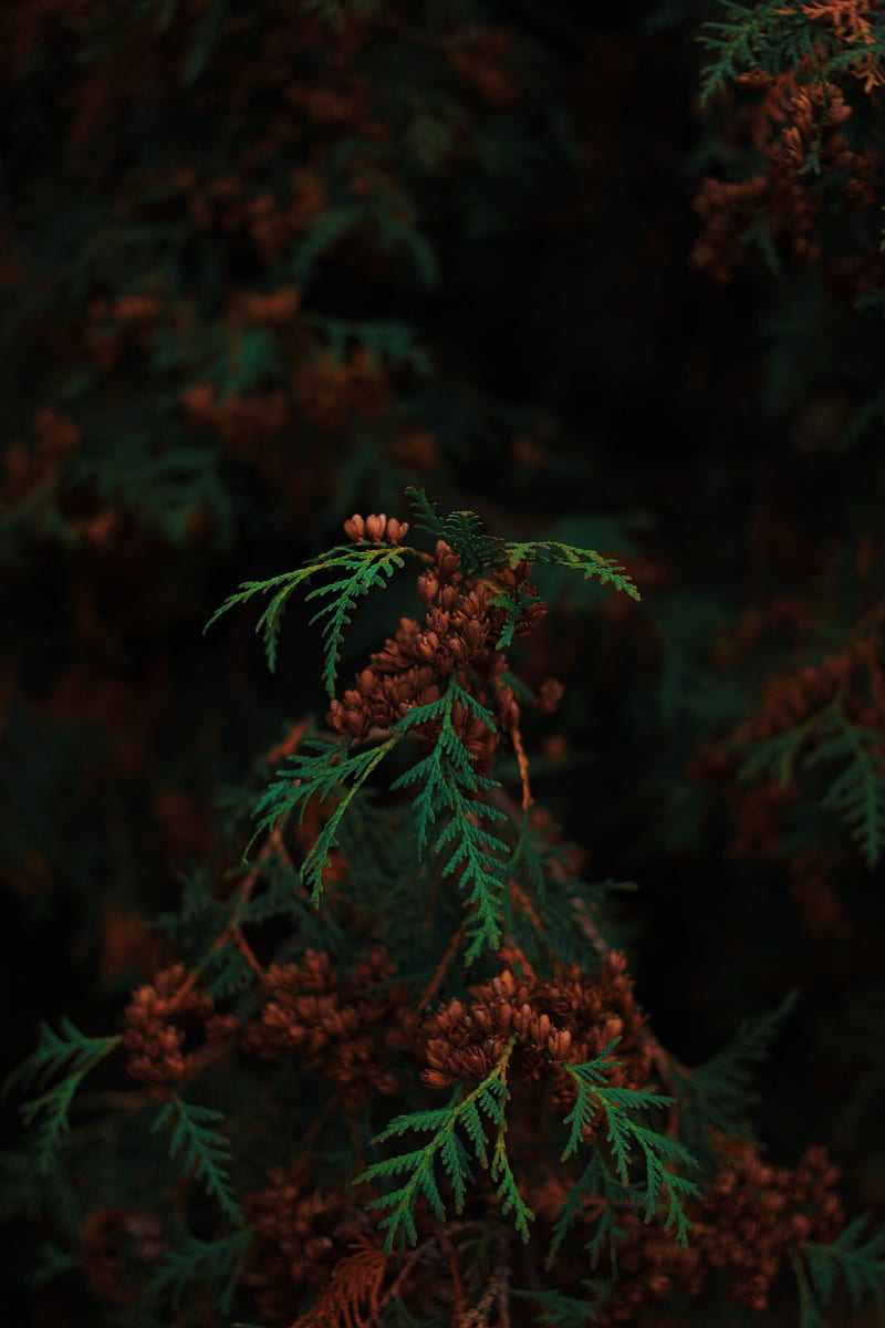 leaves, plants, green, HD phone wallpaper
