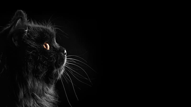 Side Face Of Cat In Black Background Black, HD wallpaper