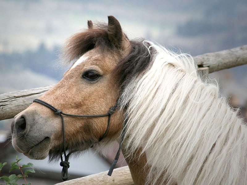 Horse's head, grass, nature, horse, run, field, animal, HD wallpaper