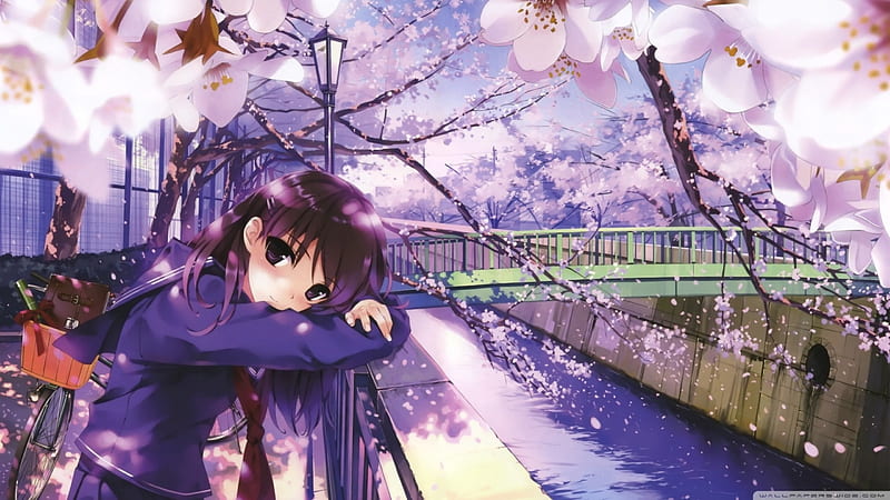 sakura spring, sakura, bridge, canal, railing, spring, HD wallpaper