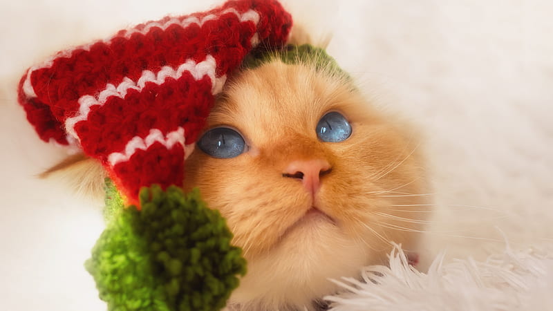 Blue Eyes Yellow Cat Is Having Red Green Woolen Knitted Cap On Head Cat, HD wallpaper